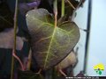 Hedera helix FeibeeBrown